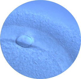 Vista microscópica de la vitrificación de los óvulos